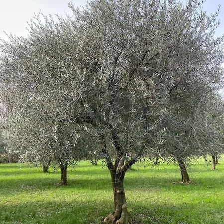 Residence19ilborgo Apart Otel *